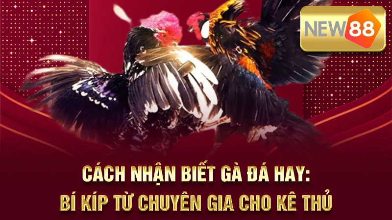 Cách Nhận Biết Gà Đá Hay: Bí Kíp Từ Chuyên Gia Cho Kê Thủ