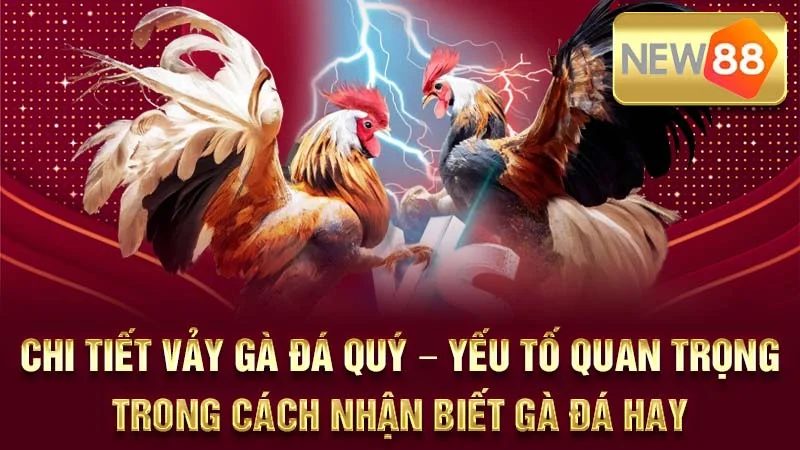 Chi tiết vảy gà đá quý - yếu tố quan trọng trong cách nhận biết gà đá hay.